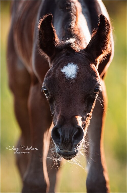 жеребята ◆ foals