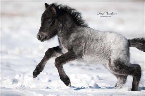 жеребята ◆ foals