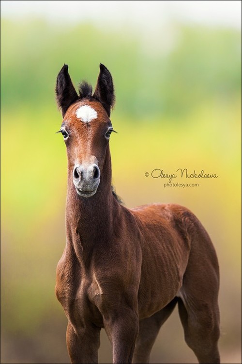 жеребята ◆ foals