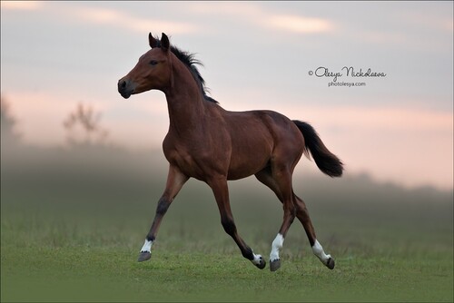 жеребята ◆ foals
