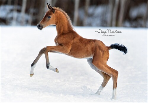 жеребята ◆ foals