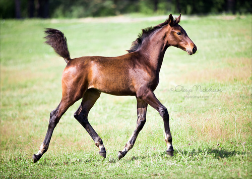 жеребята ◆ foals