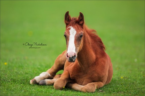 жеребята ◆ foals