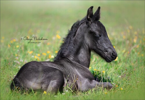 жеребята ◆ foals