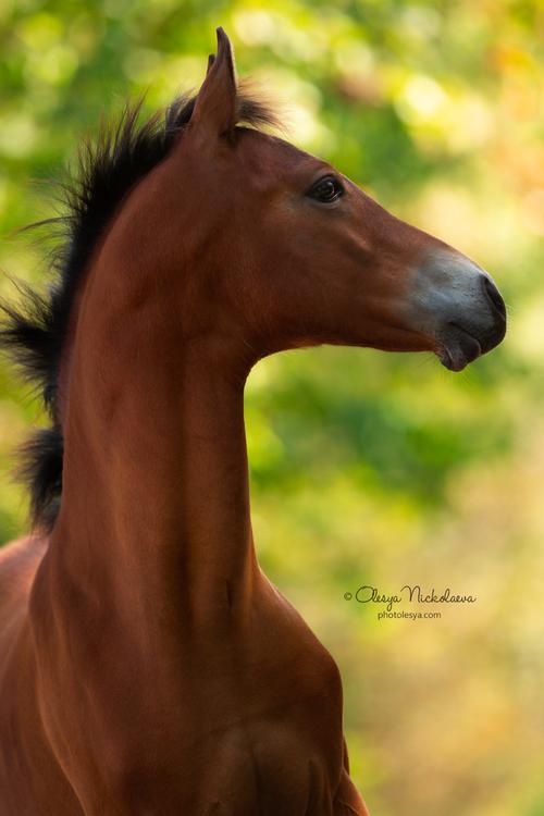 жеребята ◆ foals