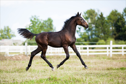 жеребята ◆ foals