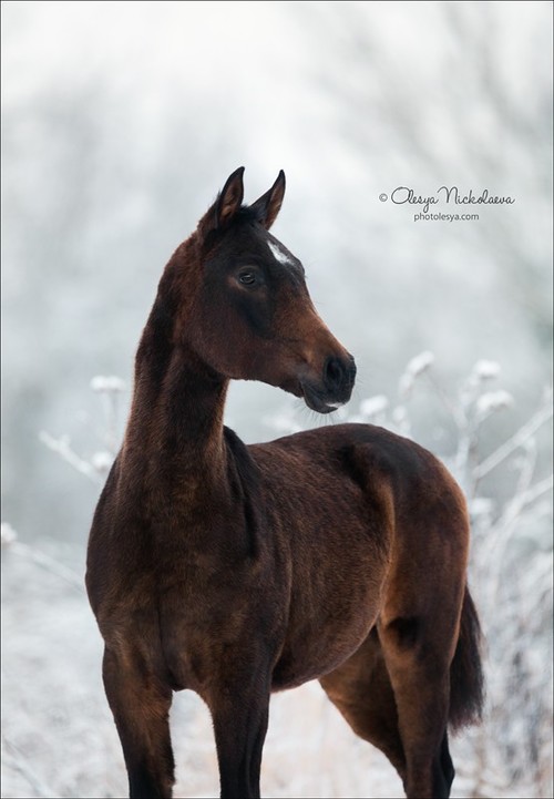 жеребята ◆ foals