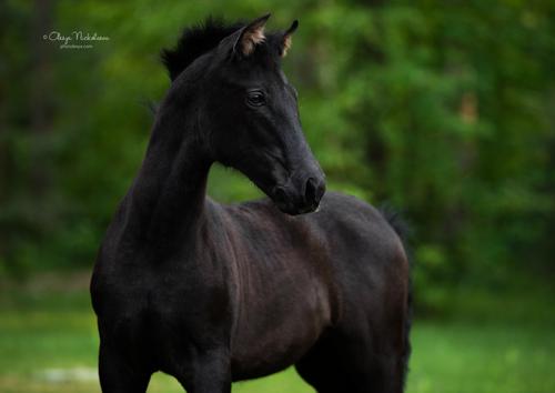 жеребята ◆ foals