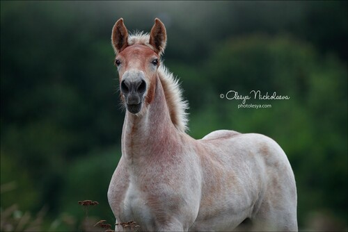 жеребята ◆ foals