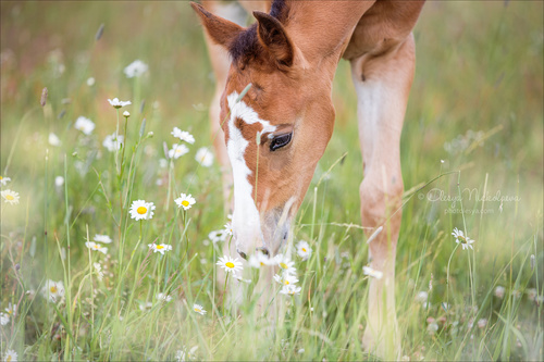 жеребята ◆ foals