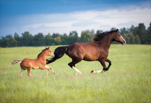 жеребята ◆ foals
