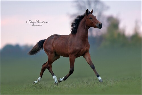 жеребята ◆ foals
