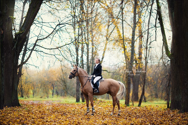  лошади и люди  ◆ horse and human