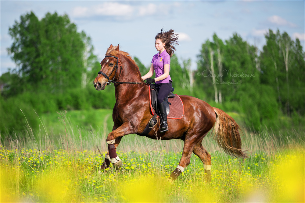  лошади и люди  ◆ horse and human