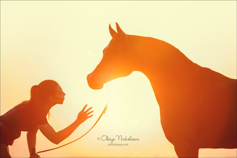  лошади и люди  ◆ horse and human
