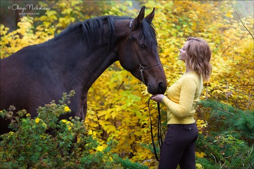  лошади и люди  ◆ horse and human