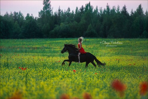 лошади и люди  ◆ horse and human