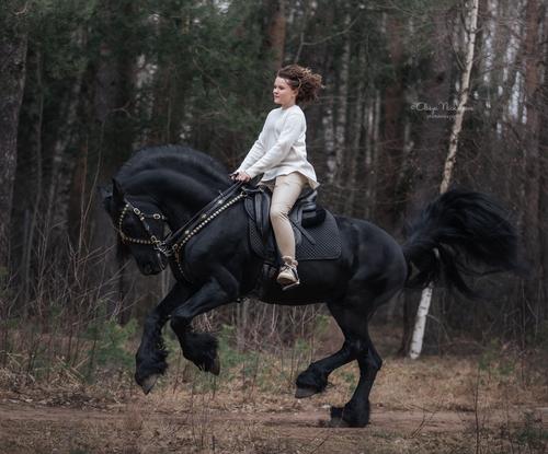  лошади и люди  ◆ horse and human