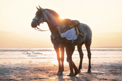 лошади и люди  ◆ horse and human