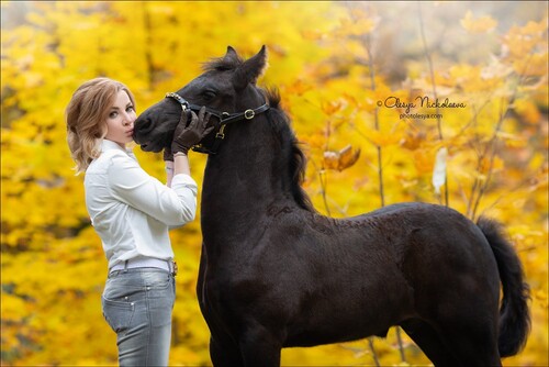  лошади и люди  ◆ horse and human