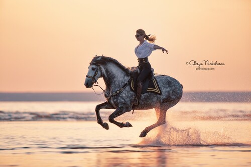  лошади и люди  ◆ horse and human