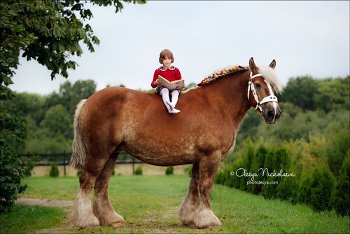  лошади и люди  ◆ horse and human