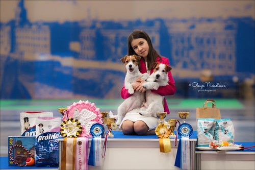 выставки ◆ shows