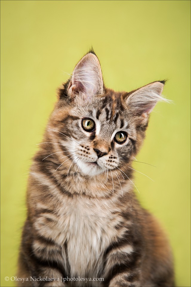  кошки / выставки ◆ cats / shows