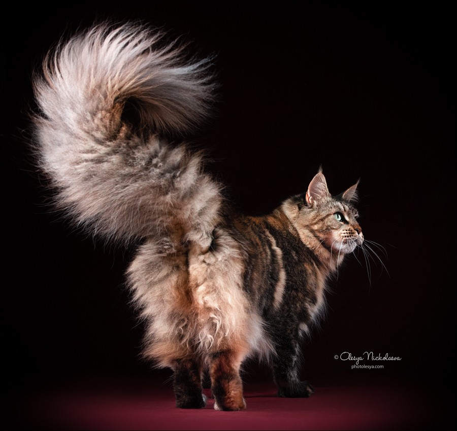  кошки / выставки ◆ cats / shows