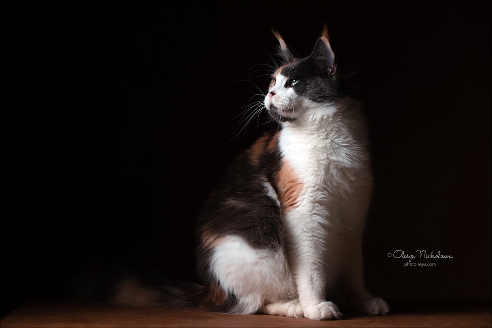  кошки / выставки ◆ cats / shows