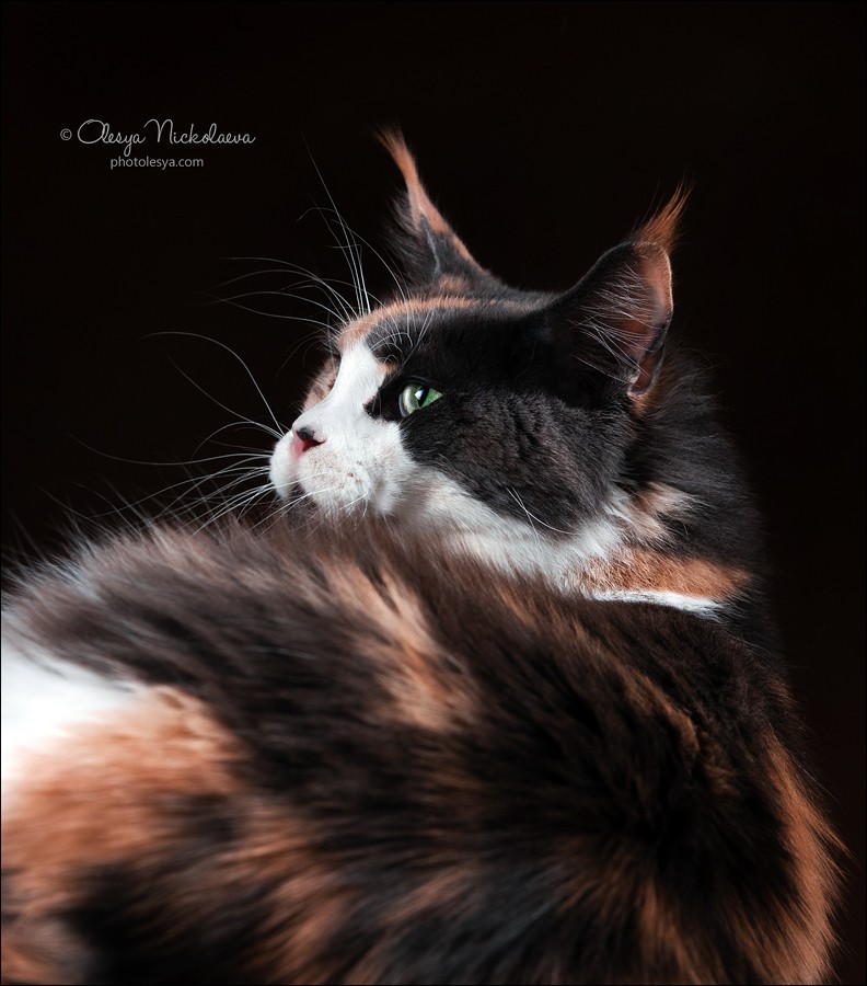  кошки / выставки ◆ cats / shows