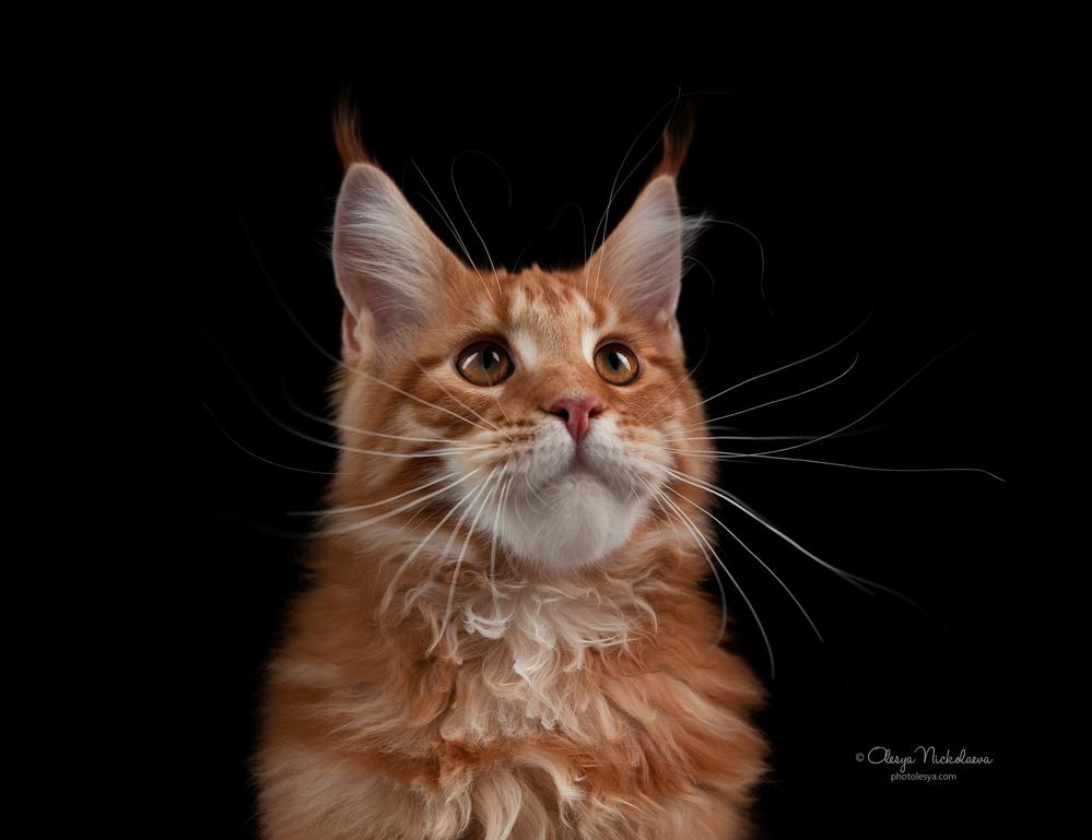  кошки / выставки ◆ cats / shows