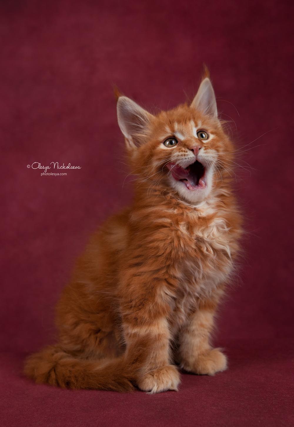  кошки / выставки ◆ cats / shows