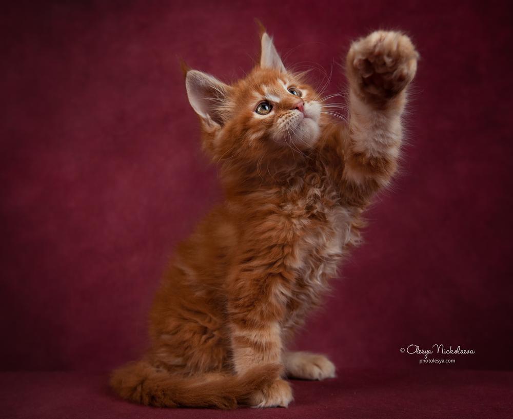  кошки / выставки ◆ cats / shows