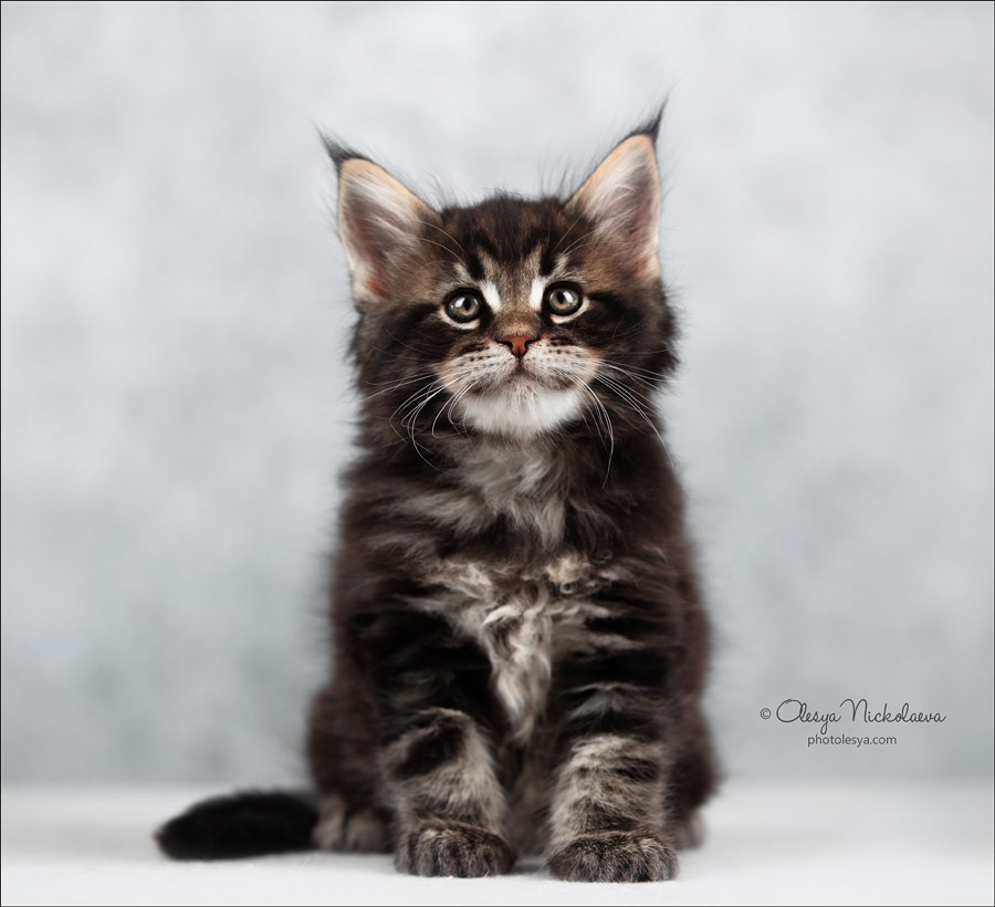  кошки / выставки ◆ cats / shows