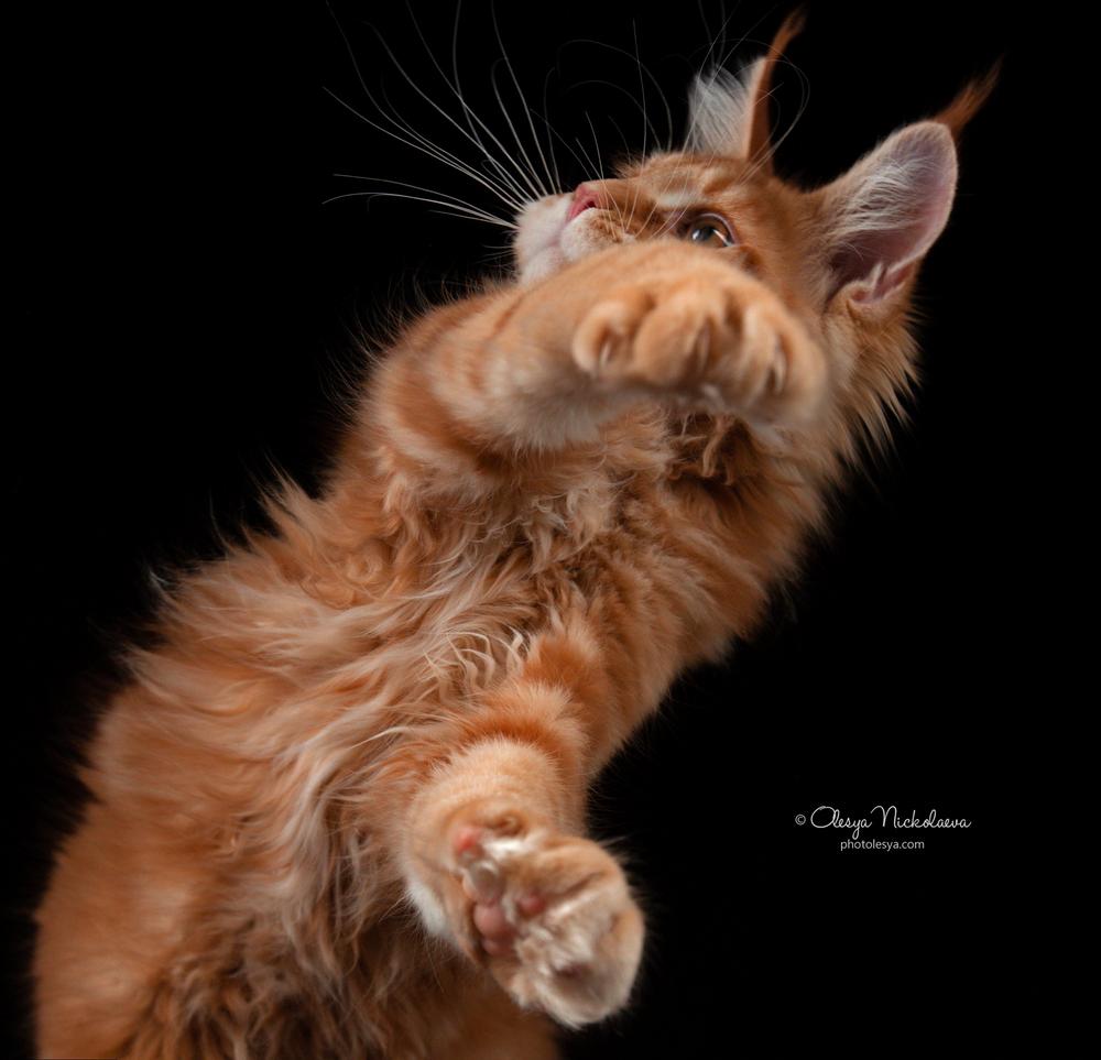 кошки / выставки ◆ cats / shows