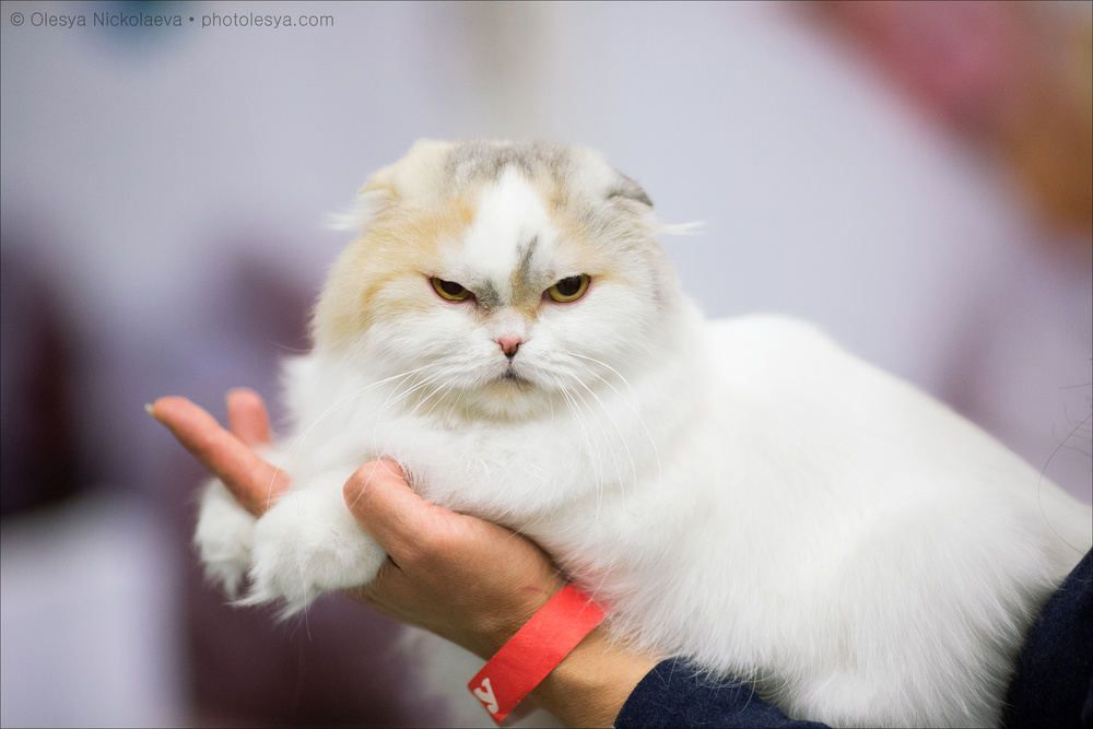  кошки / выставки ◆ cats / shows