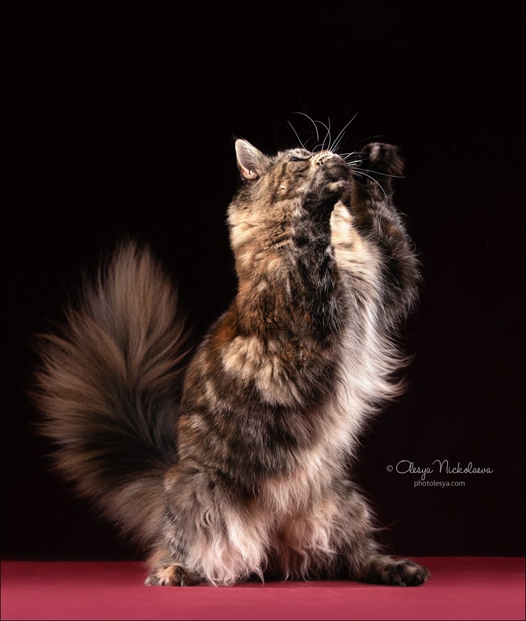  кошки / выставки ◆ cats / shows