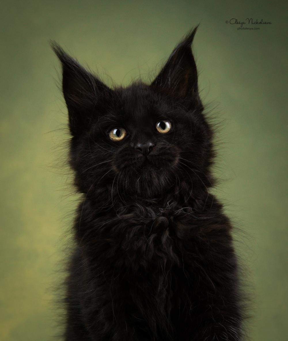  кошки / выставки ◆ cats / shows