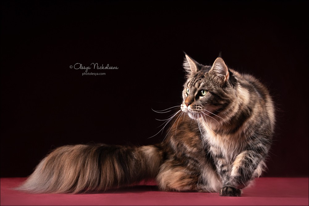  кошки / выставки ◆ cats / shows