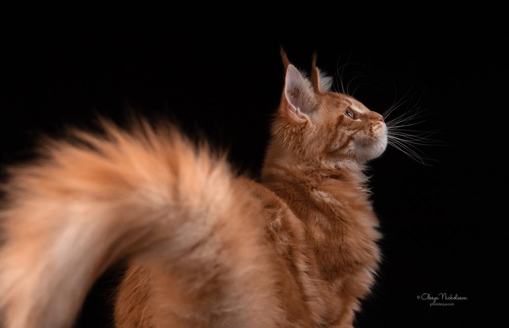  кошки / выставки ◆ cats / shows