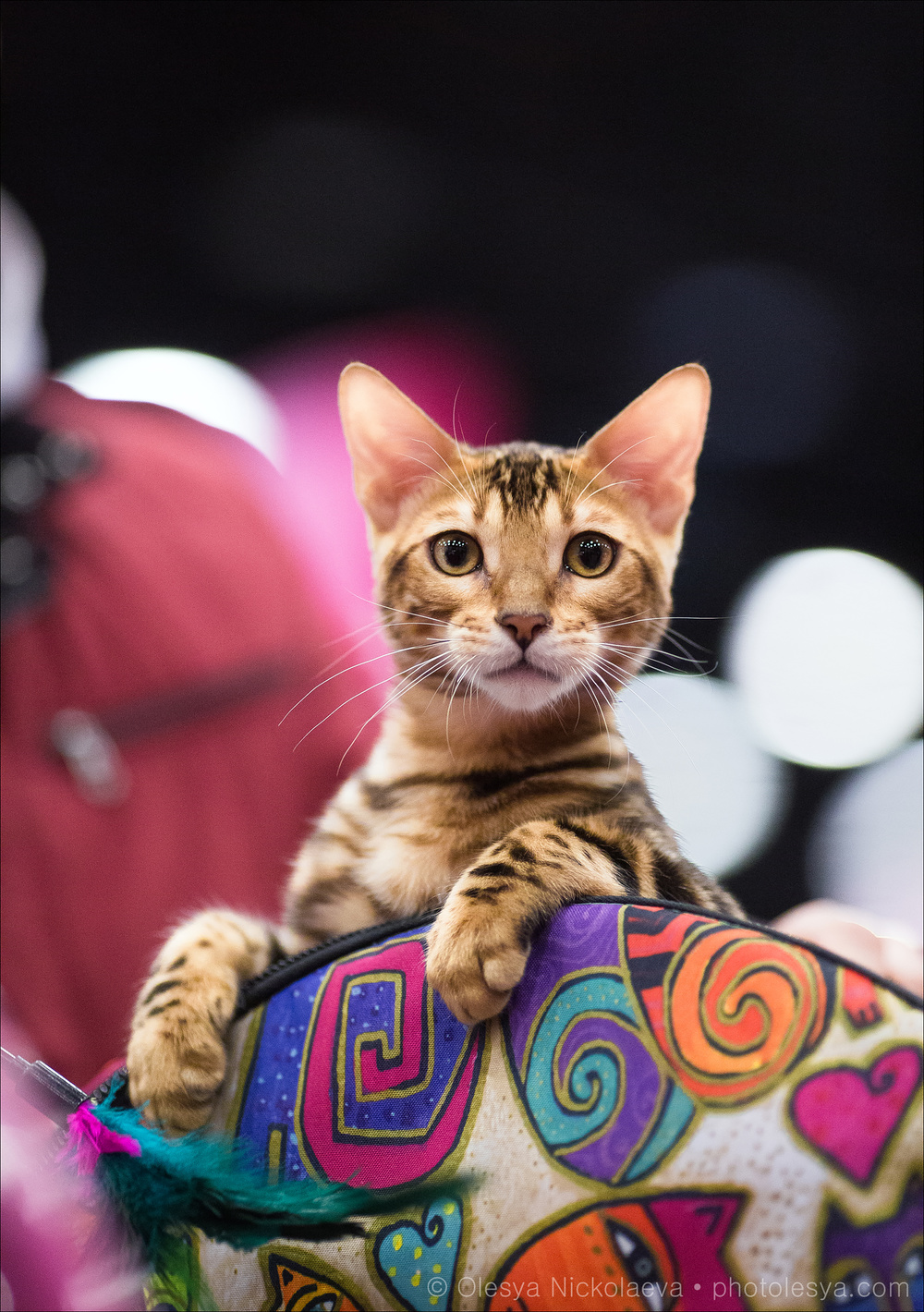  кошки / выставки ◆ cats / shows