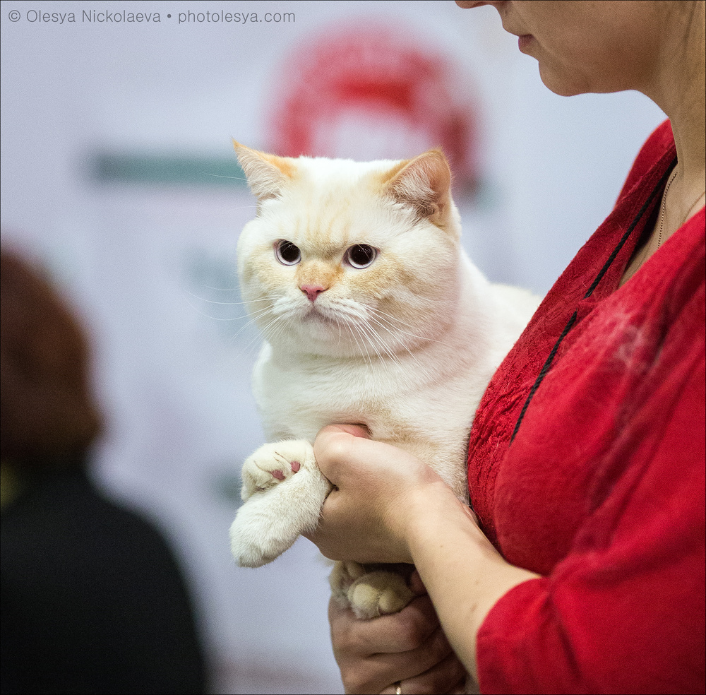  кошки / выставки ◆ cats / shows