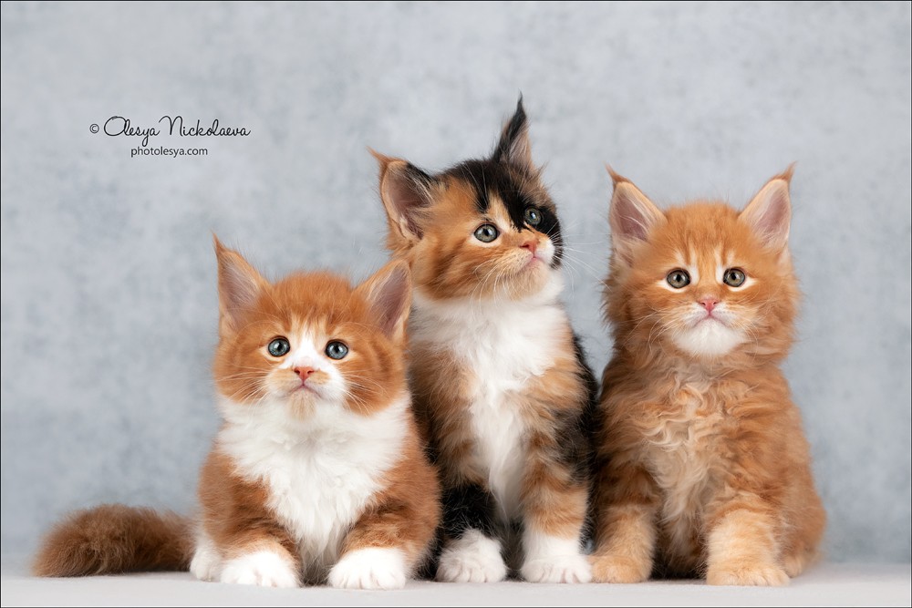  кошки / выставки ◆ cats / shows