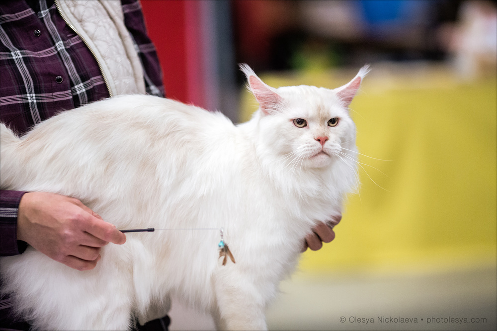  кошки / выставки ◆ cats / shows