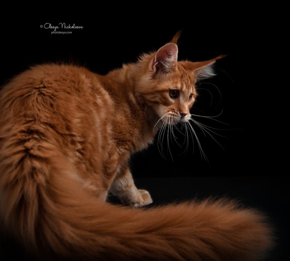  кошки / выставки ◆ cats / shows