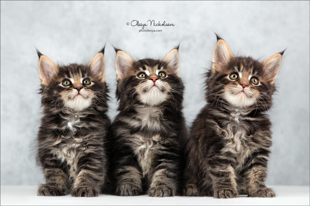  кошки / выставки ◆ cats / shows