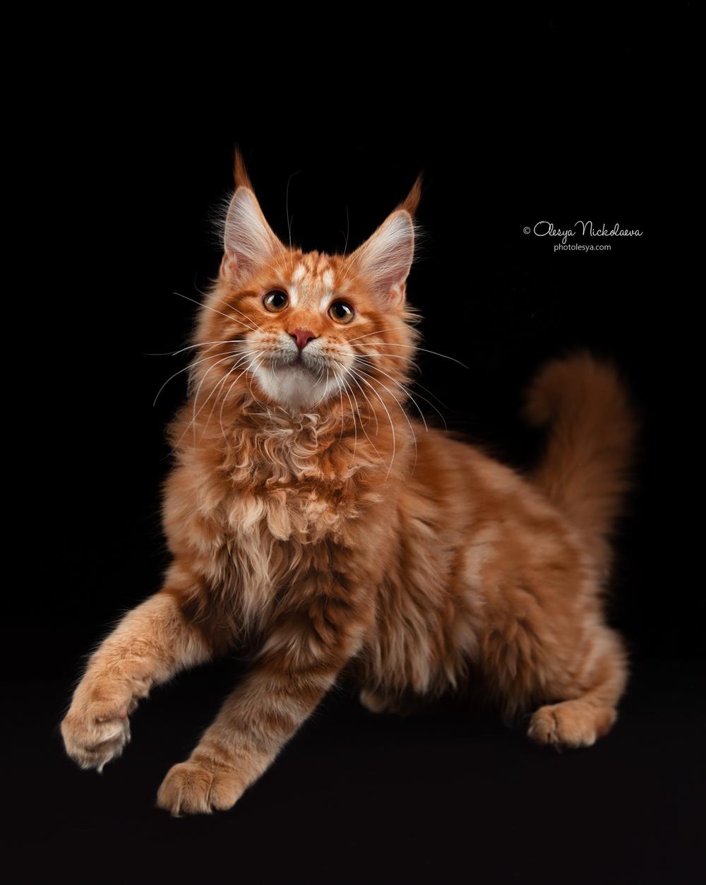  кошки / выставки ◆ cats / shows