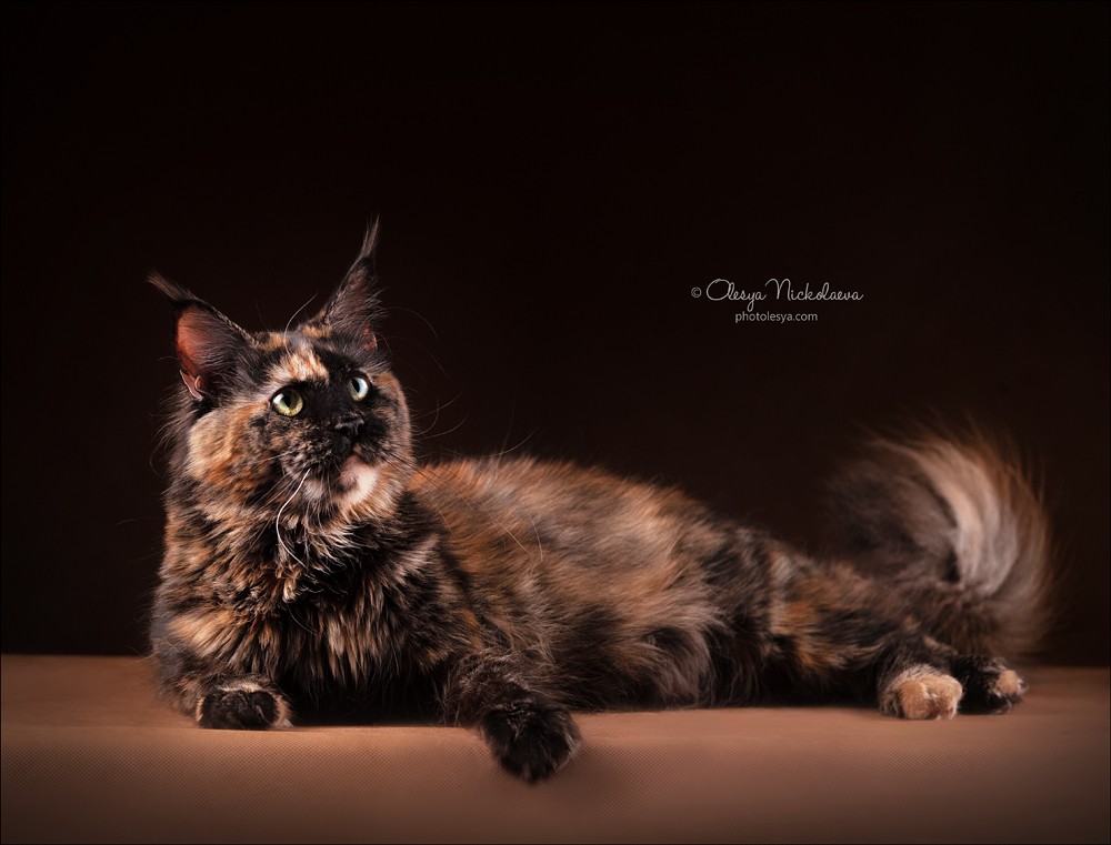  кошки / выставки ◆ cats / shows