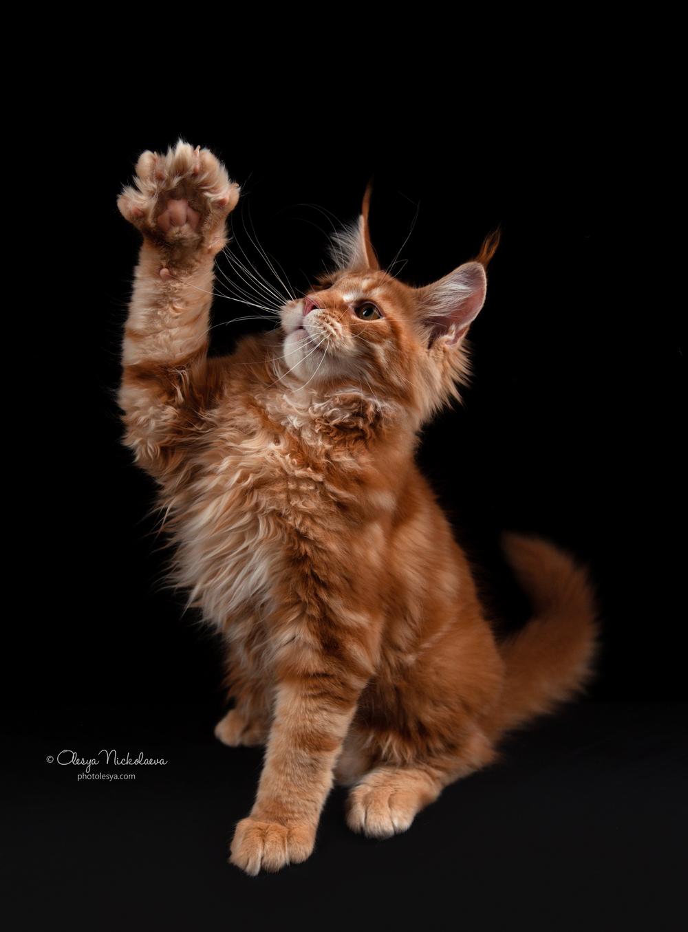  кошки / выставки ◆ cats / shows